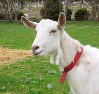 Dunkell Goats - Accommodation Mount Tamborine