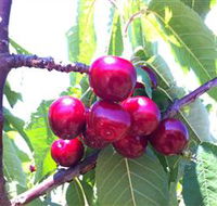 Ballinaclash Orchard and Cellar Door - Accommodation Mount Tamborine