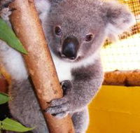 Cooberrie Park Wildlife Sanctuary - Accommodation Mount Tamborine