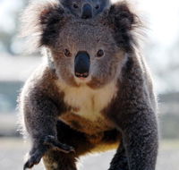Koalas in Gunnedah - Accommodation Mount Tamborine