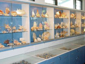 Shell World Yeppoon - Accommodation Mount Tamborine 1