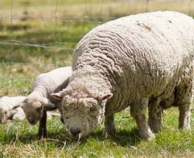 Short Sheep Micro-Winery - Accommodation Mount Tamborine 6