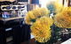 Ravens Creek Farm - thumb 1
