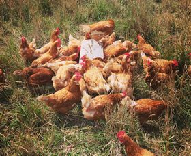 Ravens Creek Farm - Accommodation Mount Tamborine 6