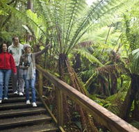 Otway Fly Treetop Adventures - Accommodation Mount Tamborine