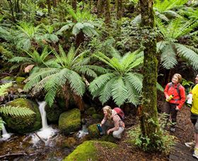Erica ACT Accommodation Mount Tamborine