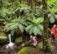 Baw Baw National Park - Accommodation Mount Tamborine