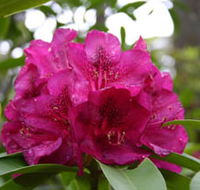 Campbell Rhododendron Gardens - Accommodation Mount Tamborine