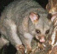 Moondarra State Park - Accommodation Mount Tamborine