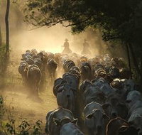 Springvale Horse Treks - Accommodation Mount Tamborine