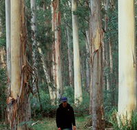 Blue Gum Forest - Accommodation Mount Tamborine
