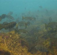 Bunurong Marine and Coastal Park - Accommodation Mount Tamborine