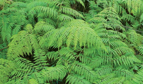 Boonoo Boonoo National Park - Accommodation Mount Tamborine 1