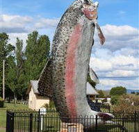 Big Trout - Accommodation Mount Tamborine