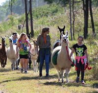 Ottaba Llamas - Accommodation Mount Tamborine