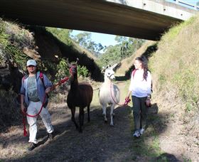 Ottaba Llamas - Accommodation Mount Tamborine 1