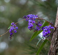 Mann River Nature Reserve - Accommodation Mount Tamborine