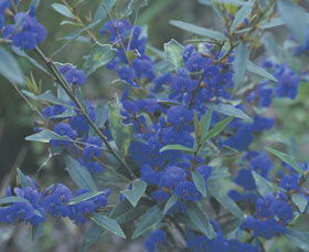Kalamunda National Park - Accommodation Mount Tamborine 2