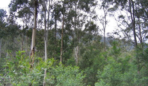 Bangadilly National Park - Accommodation Mount Tamborine 1