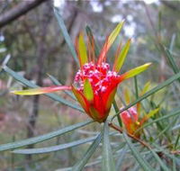 Glenbrook Native Plant Reserve and Nursery - Accommodation Mount Tamborine