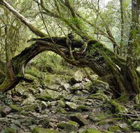 Mitchell River Walking Track - Accommodation Mount Tamborine