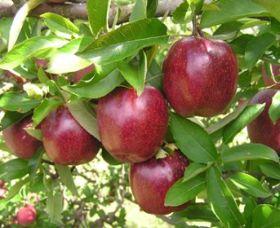 Top 40 Orchard - Accommodation Mount Tamborine 0