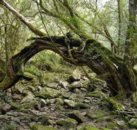 Mitchell River National Park - Accommodation Mount Tamborine