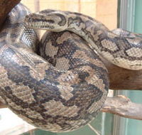 Armadale Reptile Centre - Accommodation Mount Tamborine