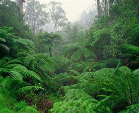 Balook VIC Accommodation Mount Tamborine