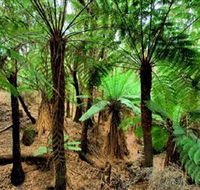 Pegarah Private Nature Reserve  Parenna Place - Accommodation Mount Tamborine