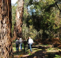 Tallaganda National Park - Accommodation Mount Tamborine