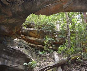 Cave Creek Walking Track - Accommodation Mount Tamborine 0