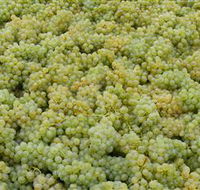 Normanby Wines - Accommodation Mount Tamborine