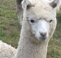 Storybook Alpacas