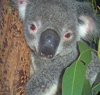 Hunter Valley Zoo - Accommodation Mount Tamborine