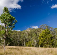 Brush Turkey track - Accommodation Mount Tamborine