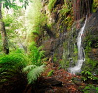 Fairy Bower Falls - Accommodation Mount Tamborine