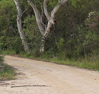 Riverview walking track - Accommodation Mount Tamborine