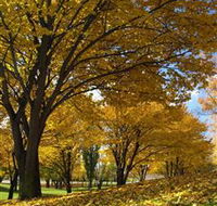 Centennial Park at Cooma - Accommodation Mount Tamborine