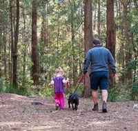 Olney State Forest - Watagan Mountains - Accommodation Mount Tamborine