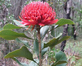 Olney State Forest - Watagan Mountains - Accommodation Mount Tamborine 1