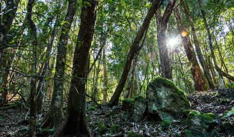 Copeland Tops State Conservation Area - Accommodation Mount Tamborine 0
