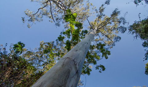Copeland Tops State Conservation Area - Accommodation Mount Tamborine 1