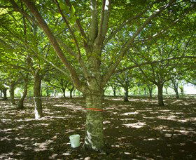 Sassafras NSW Accommodation Mount Tamborine