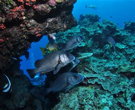 Maori Wrasse Bommie Dive Site - Accommodation Mount Tamborine 1