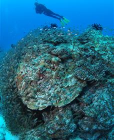 Maori Wrasse Bommie Dive Site - Accommodation Mount Tamborine 2