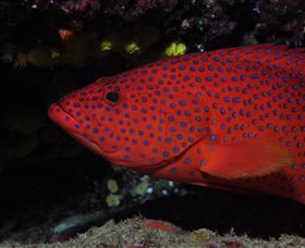 Maori Wrasse Bommie Dive Site - Accommodation Mount Tamborine 0