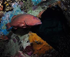 Severance Shipwreck Dive Site - Accommodation Mount Tamborine 1