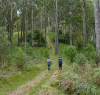 The Green Gully track - Accommodation Mount Tamborine