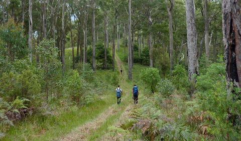 The Green Gully Track - Accommodation Mount Tamborine 0